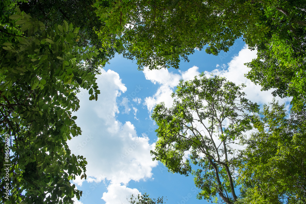 Fototapeta premium Trees on sky background