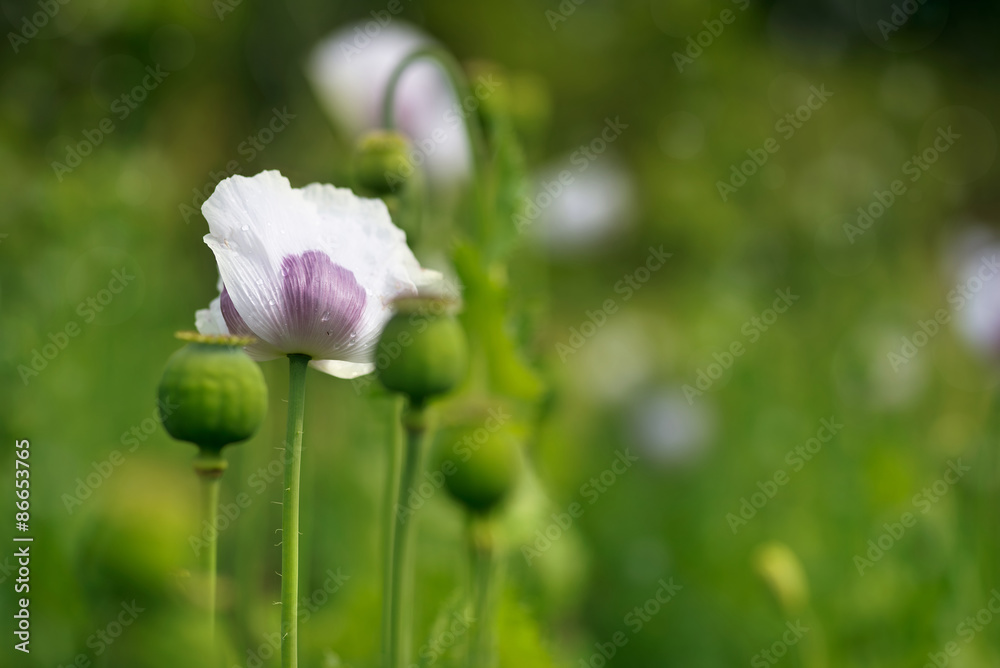 poppy flower