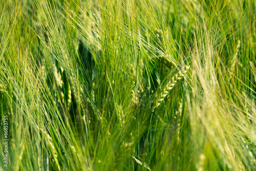 fresh barley
