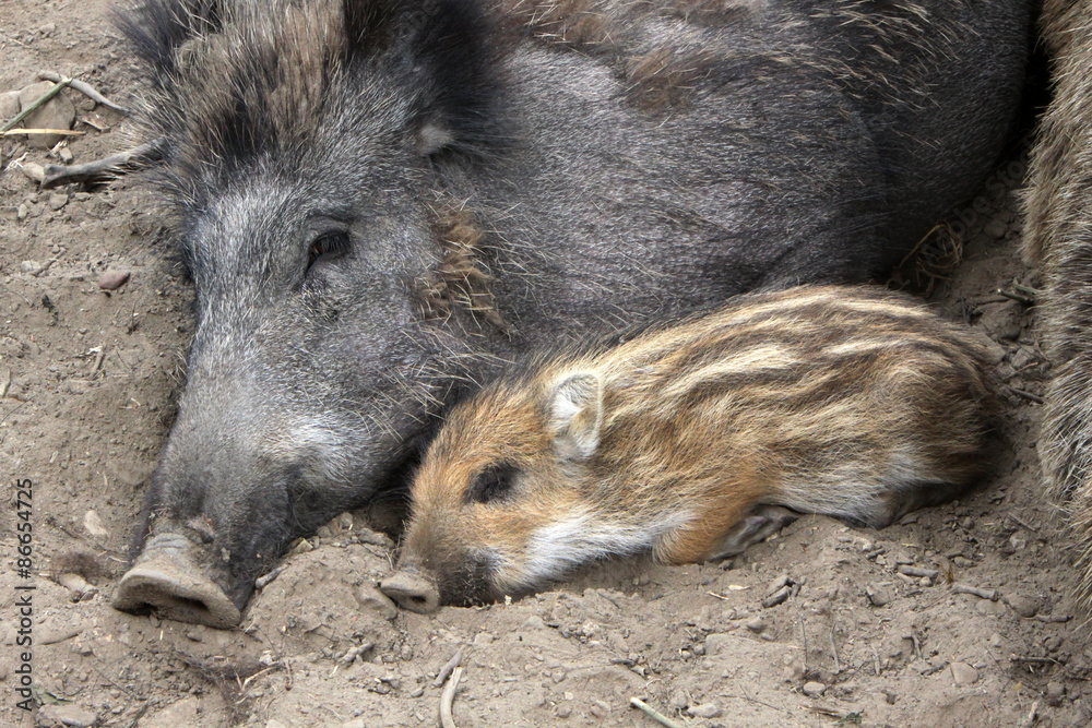 Wildsau mit Nachwuchs