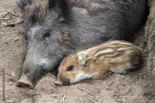 Obraz na płótnie Wildsau mit Nachwuchs w salonie
