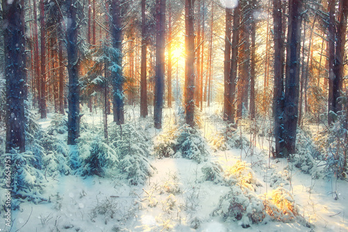 frosty winter landscape in snowy forest © kichigin19