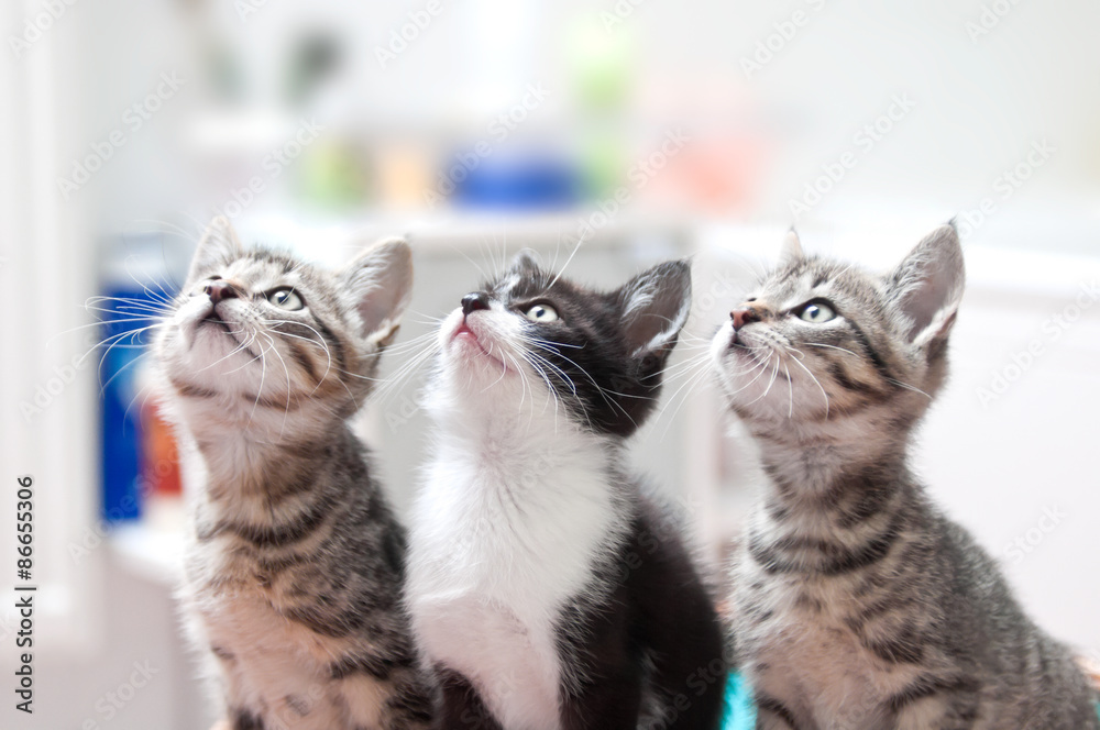 junge katzen gucken neugierig