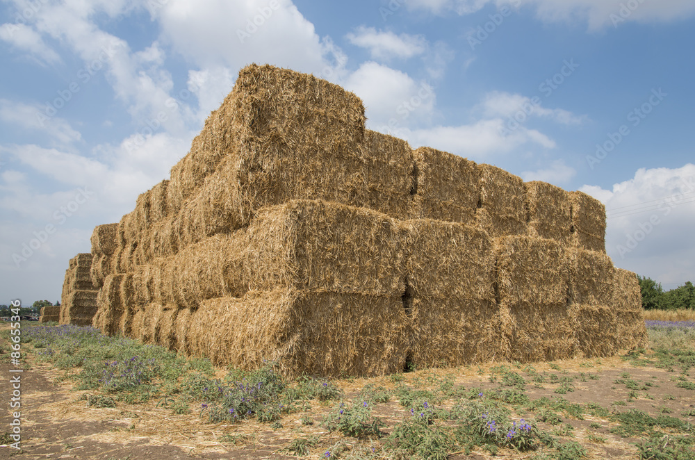 Wheat haystack in field

