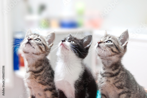 Obraz na płótnie junge katzen gucken neugierig w salonie