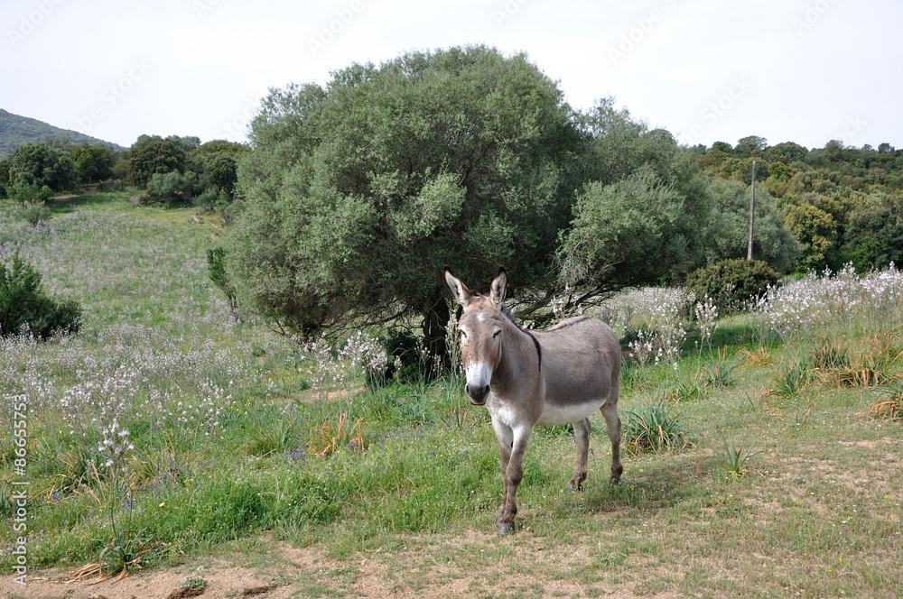 ane corse