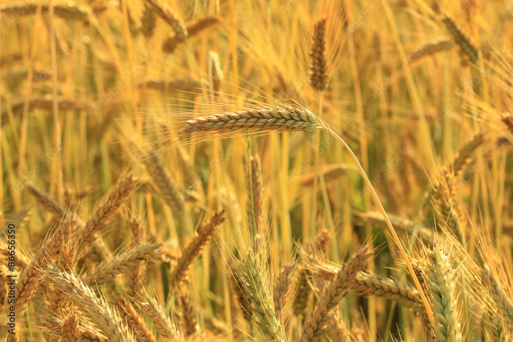 field of gold and ripe ears of corn field of gold and ripe ears of corn