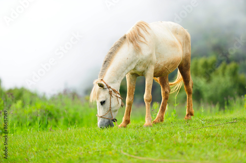 Horse relax in the mist photo