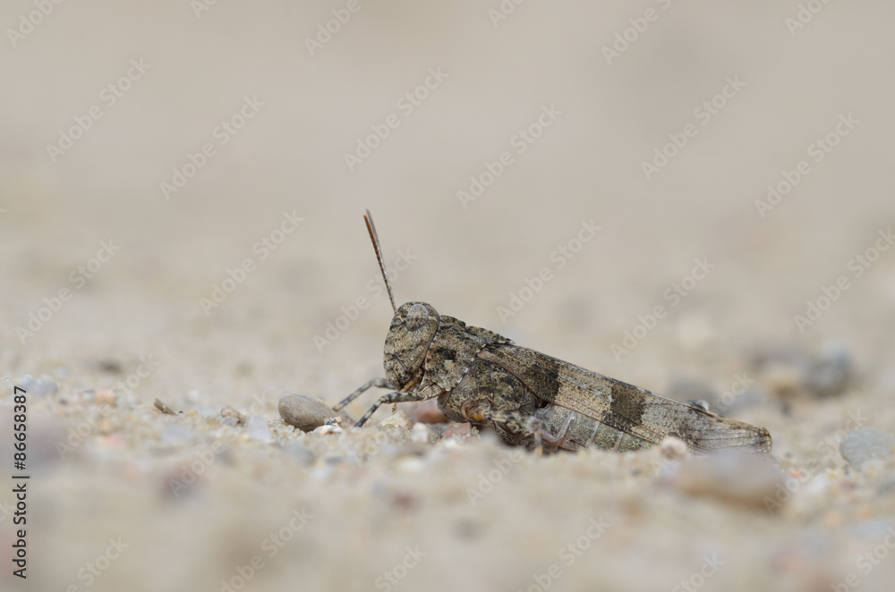 Blue-winged grasshopper - Oedipoda caerulescens Blue-winged grasshopper - Oedipoda caerulescens