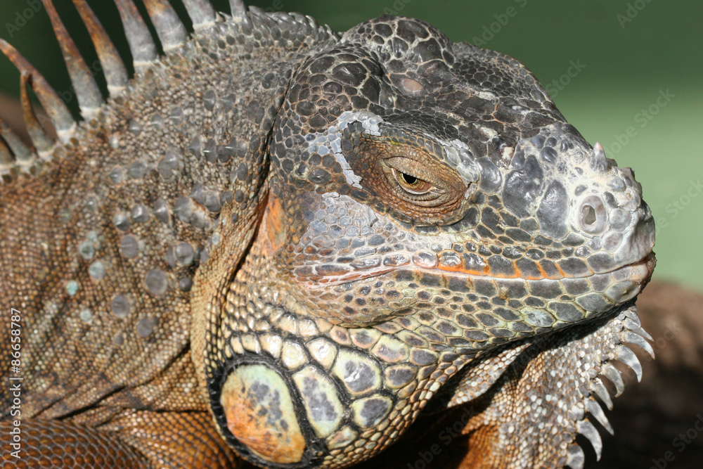 Fototapeta premium Leguan
