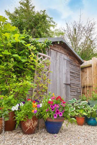 Garden shed hidden by potted plants photo