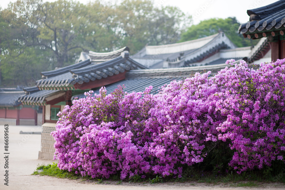 Rhododendron blooming in Changdeokgung Palace in Seoul, Korea Rhododendron blooming in Changdeokgung Palace in Seoul, Korea