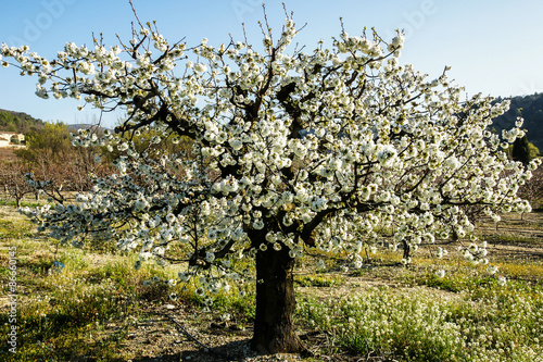 Cerisier en fleur