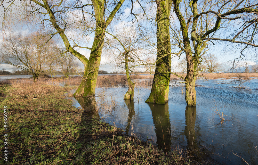 Bare trees in the floodplain lakes Bare trees in the floodplain lakes