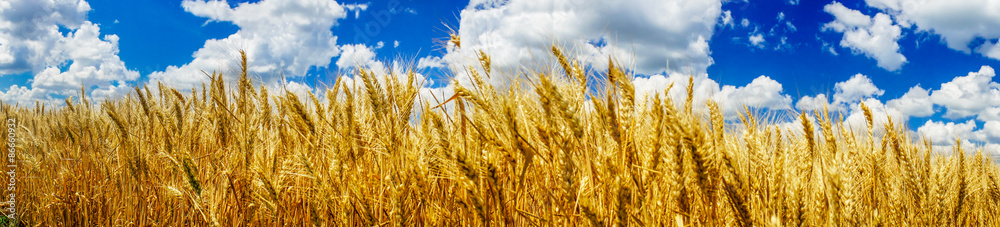 Summer panorama of ripe wheat. Summer panorama of ripe wheat.