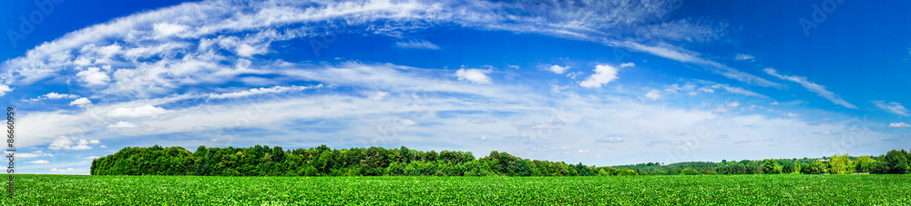 Beautiful cultivated soy field in the summer. Beautiful cultivated soy field in the summer.