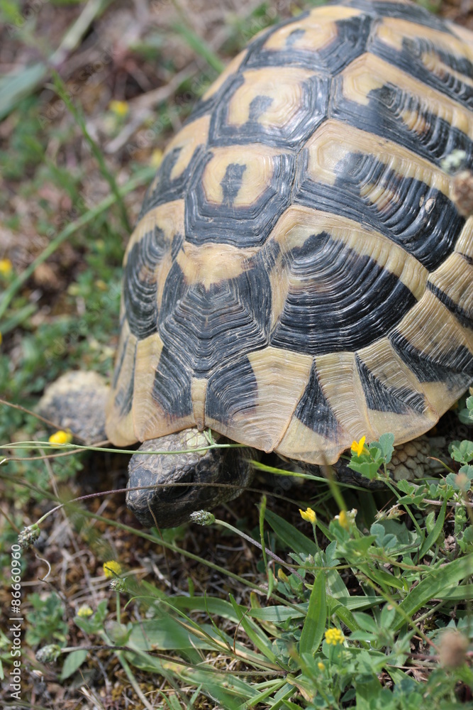 Fototapeta premium griechische landschildkröte