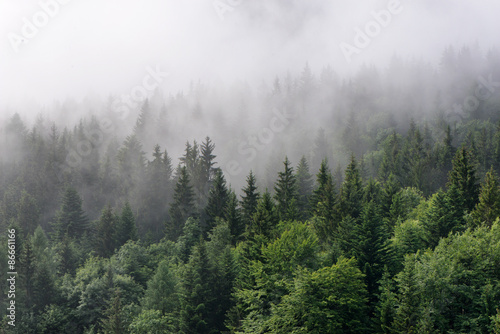 Fog Rolling In Over Lush Evergreen Forest