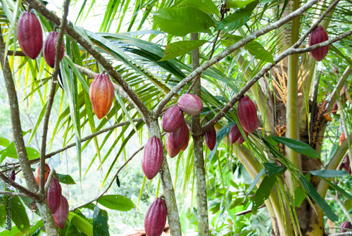 pianta del cacao