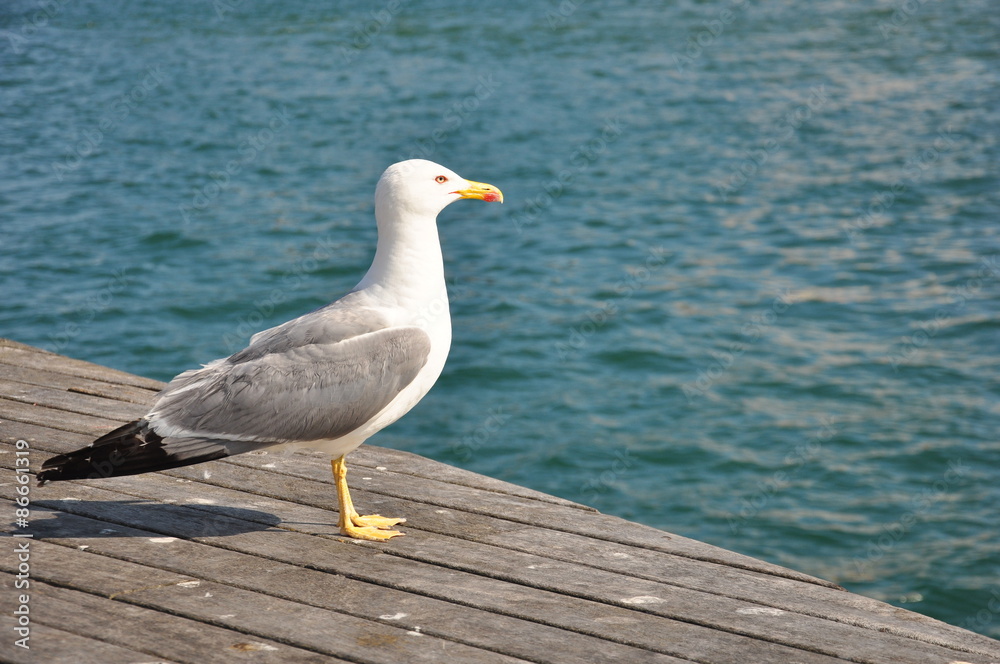 Fototapeta premium Gaviota y Mar, Barcelona, maremagnum