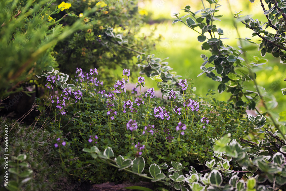 Thymus - healing herb and condiment growing in nature (selective focus)