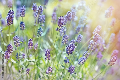 Fototapeta Naklejka Na Ścianę i Meble -  Beautiful lavender flowers