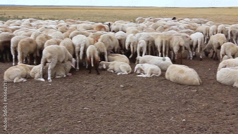 Flock sheep are resting on meadow. Large number sheep are resting on the meadow after grazing.
Flock sheep are resting on meadow. Large number sheep are resting on the meadow after grazing.
