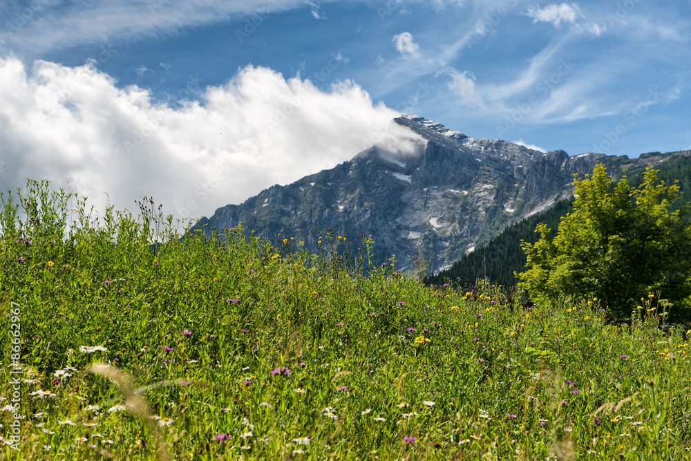 Obraz premium Grassy meadow with mountain vista backdrop
