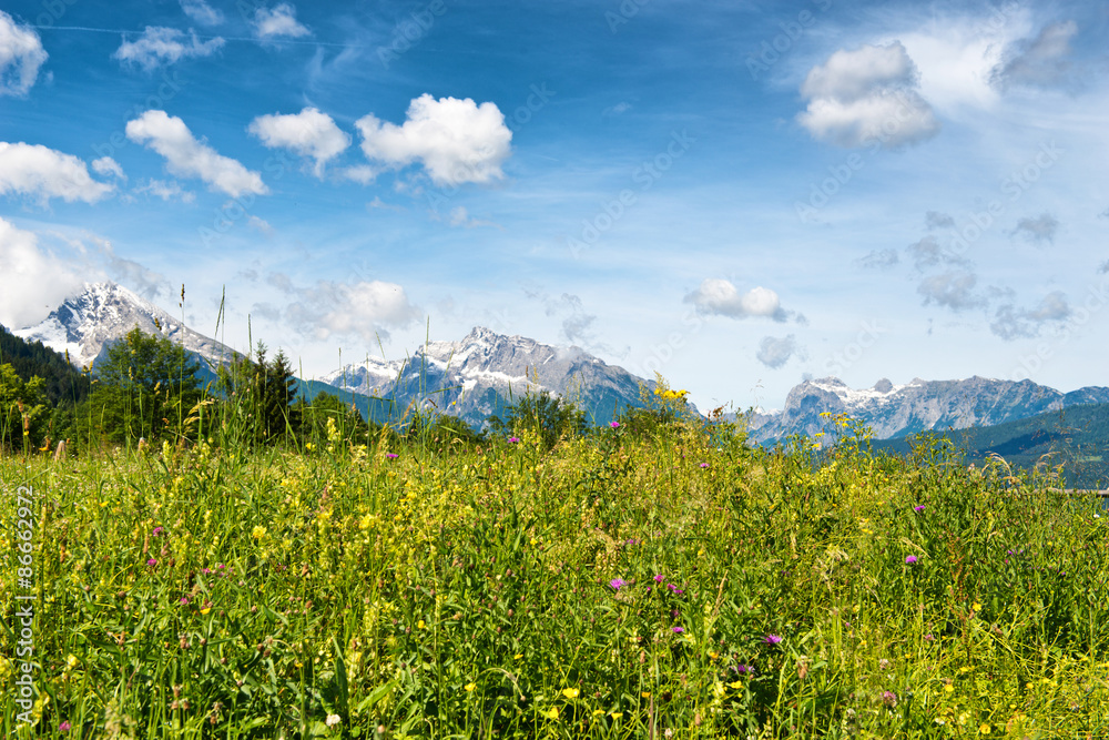 Close up low angle of grassy meadow