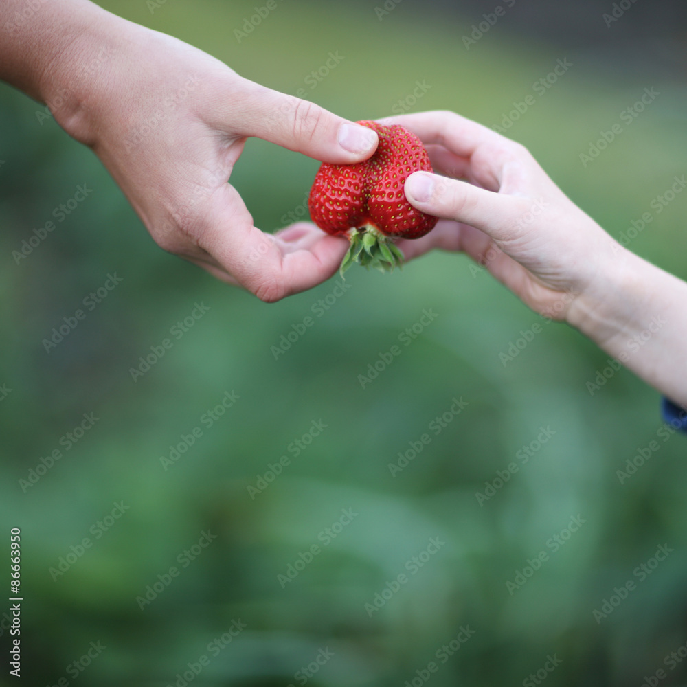 Hands of father and son sharing a strawsberry Hands of father and son sharing a strawsberry
