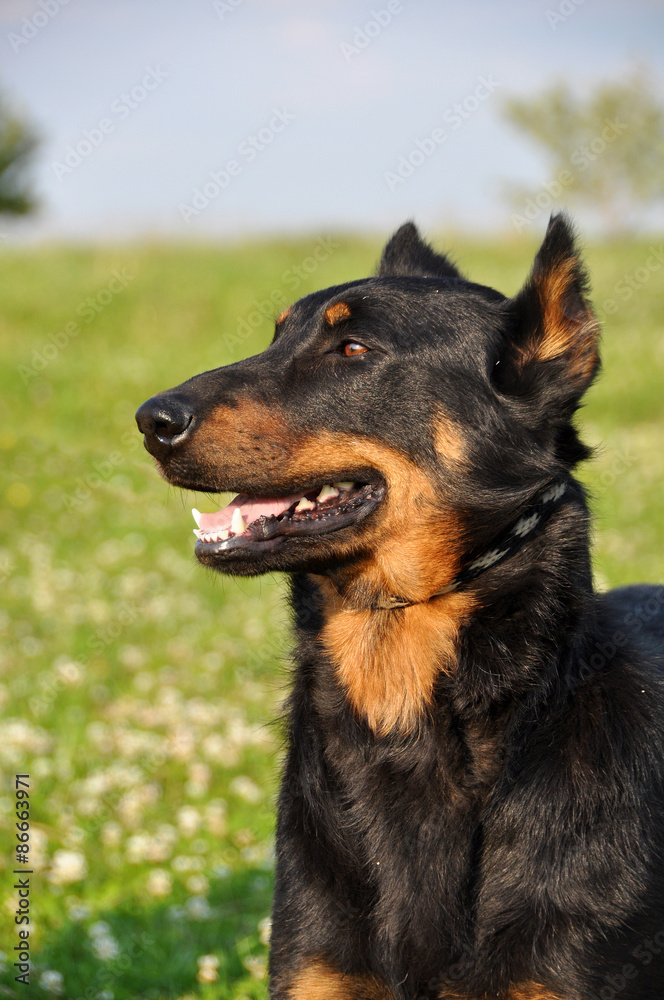 Beauceron dog on the green grass Beauceron dog on the green grass