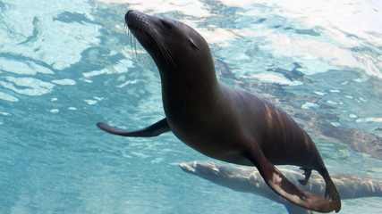 Fototapete Unterwasser Seelöwen schwimmen elegant unter Wasser  © Patrick Rolands