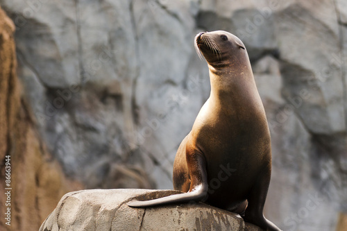 portrait of a sea lion with room for text