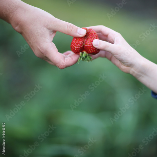 Hands of father and son sharing a strawsberry