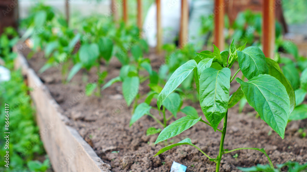 Sweet pepper plants in hothouse Sweet pepper plants in hothouse