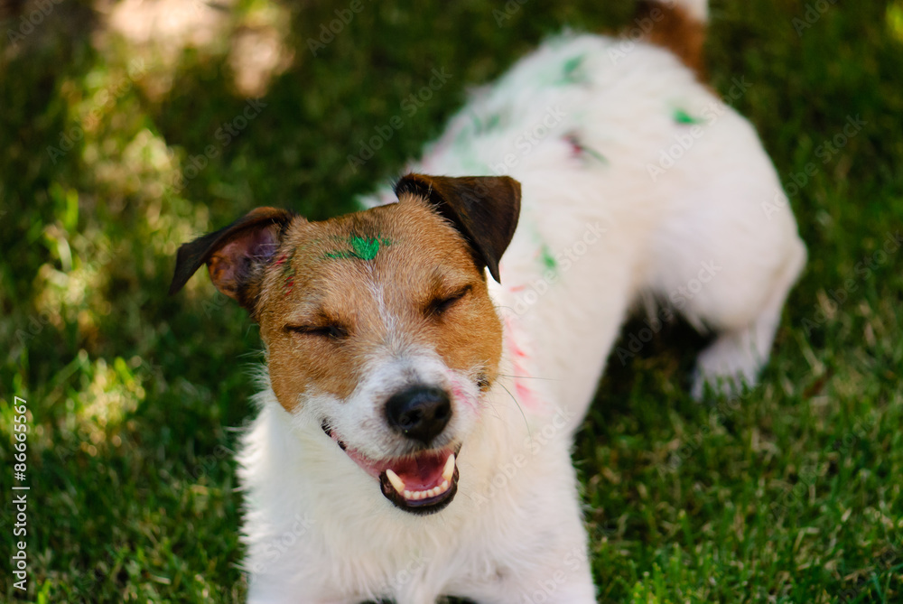 Happy soiled in paint dog. Happy soiled in paint dog.