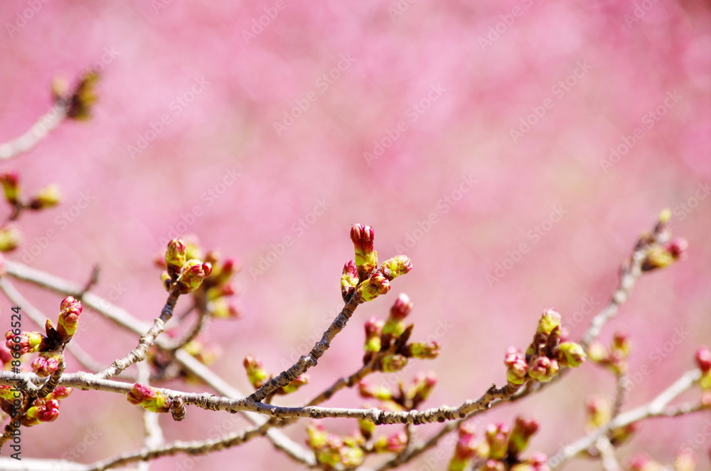 桜のつぼみ 桜のつぼみ