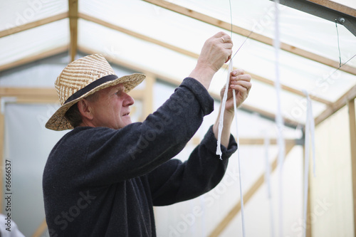 Profile of a senior in a straw hat tieing up tomatoes photo