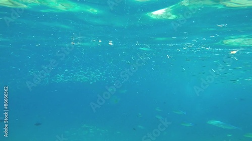 Wallpaper Mural exotic marine life near Maldives island Torontodigital.ca