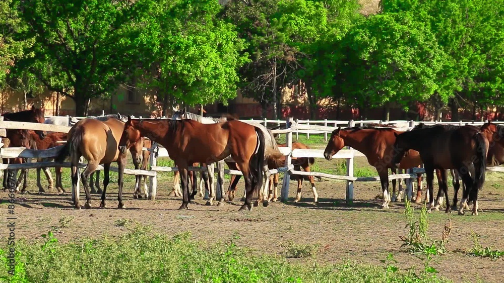 English thoroughbred horses in the paddock English thoroughbred horses in the paddock