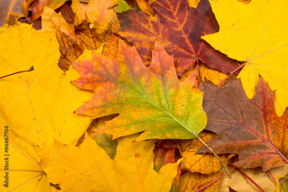background of autumn leaves background of autumn leaves