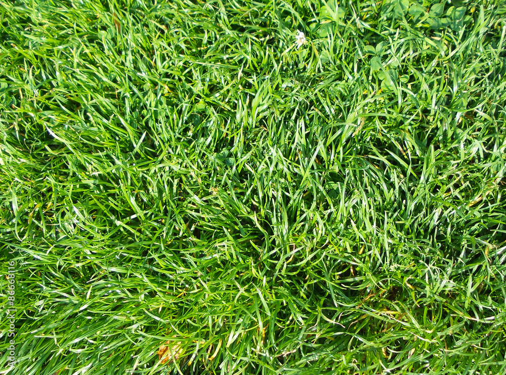Grass like graphic resources for background Grass like graphic resources for background