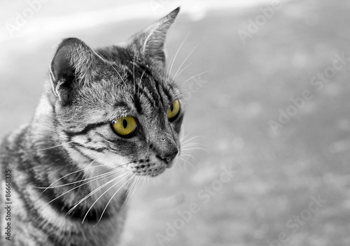 Black and white thai cat with golden eyes