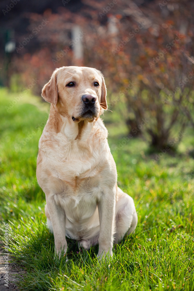 Labrador sitting on the grass
Labrador sitting on the grass