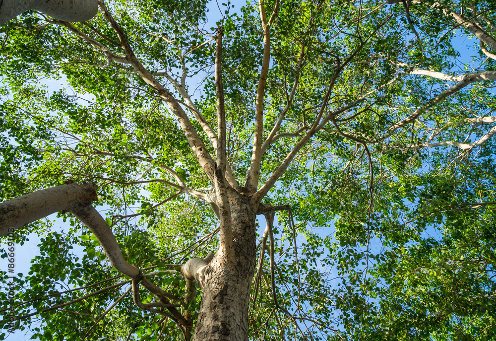 Fototapeta premium spring landscape of trees against the sky