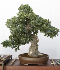 Acrylglasbilder Bonsai Eichen-Bonsai auf Holztisch  © Raquel Pedrosa