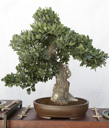 Oak (quercus) bonsai on a wooden table