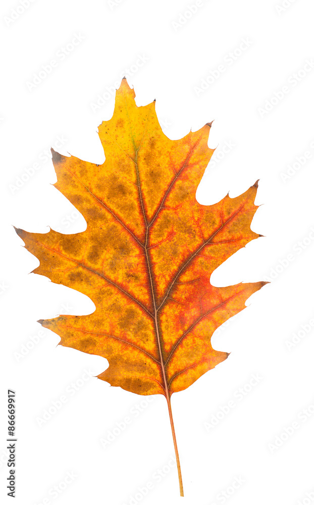 autumn leaves autumn leaves