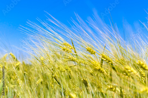 Yellow spikelets of wheat against the blue sky