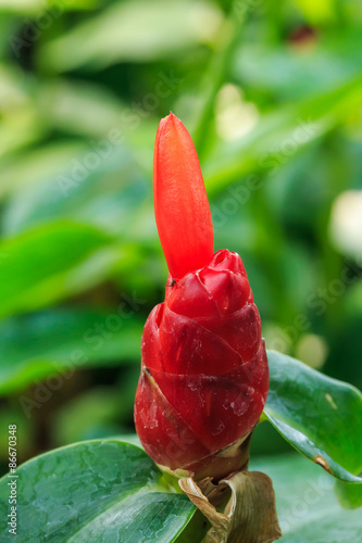 Cheilocostus Speciosus Flower. photo